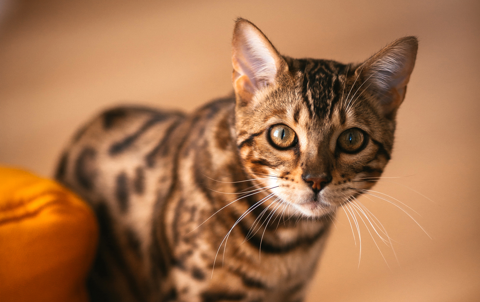 Будут прыгать по стенам: 5 самых энергичных кошек